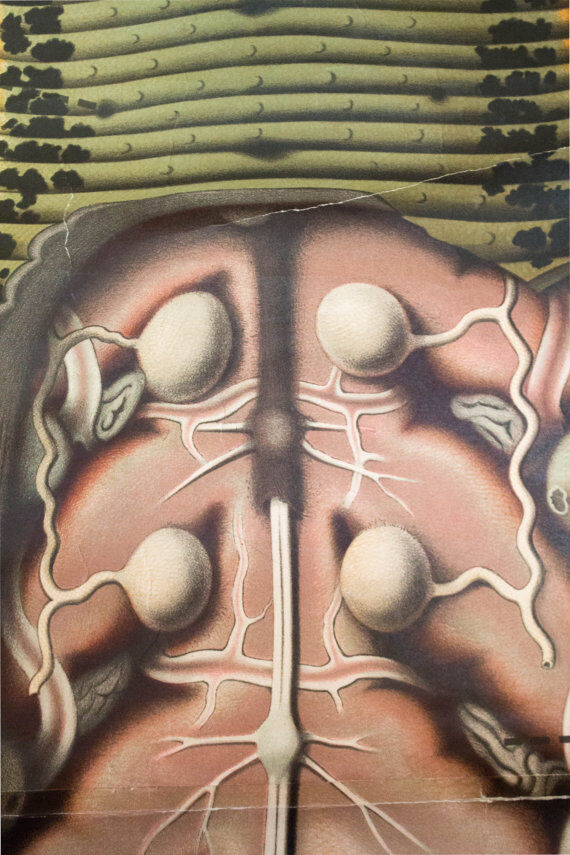 Poster of the 20th century Paul Pfurtscheller Zoological "leech" 1912