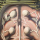Poster of the 20th century Paul Pfurtscheller Zoological "leech" 1912