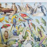 Lithograph on birds from 1928 "falcon"