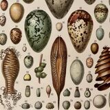 Lithograph engraving on eggs from 1928