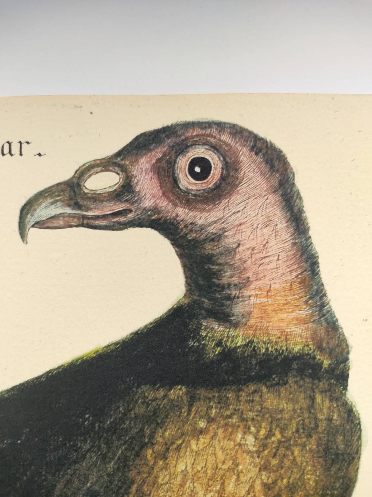 Illustration from 1973 - Peafowl Buzzard - Bird fauna plate