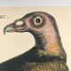 Illustration from 1973 - Peafowl Buzzard - Bird fauna plate