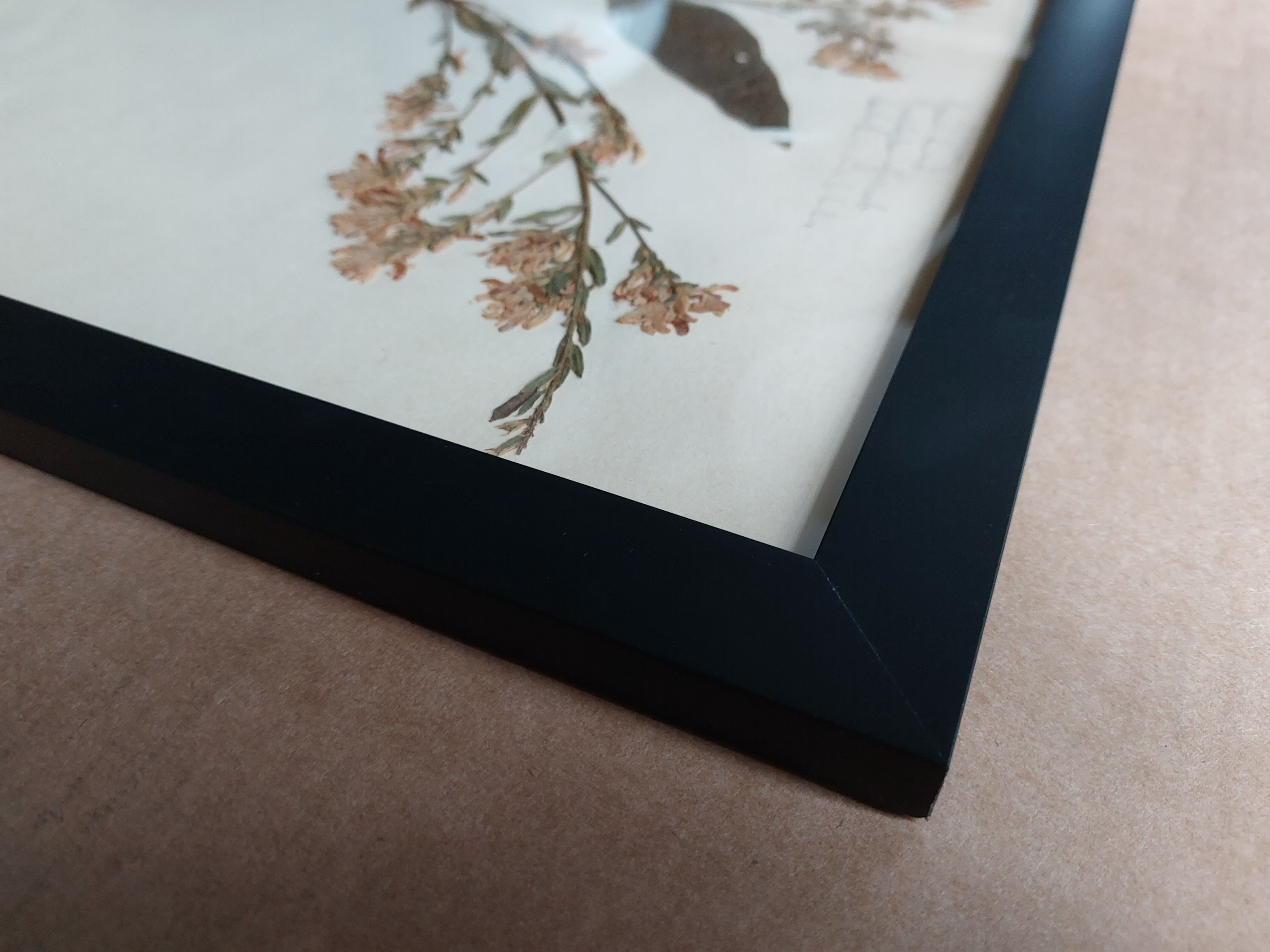 Old Herbarium 1894 four framed plates