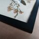 Old Herbarium 1894 four framed plates