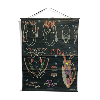 The cuttlefish biology poster years 50