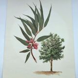 Eucalyptus Illustration - Vintage Nature Plate - Botanical Tree from the 60s