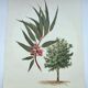 Eucalyptus Illustration - Vintage Nature Plate - Botanical Tree from the 60s