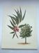 Eucalyptus Illustration - Vintage Nature Plate - Botanical Tree from the 60s
