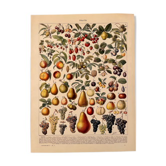 Lithograph engraving on fruits from 1928
