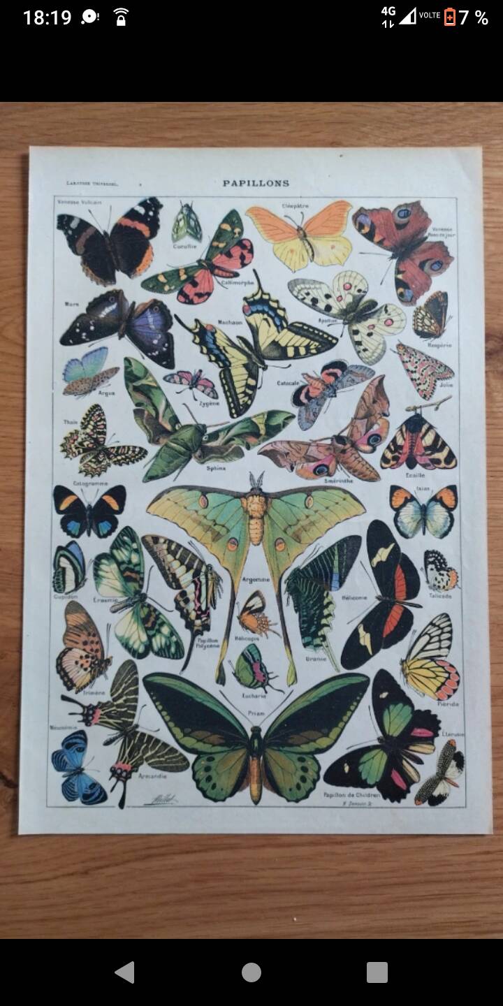 Lithograph old engraving 1900s illustrator Millot