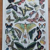 Lithograph old engraving 1900s illustrator Millot