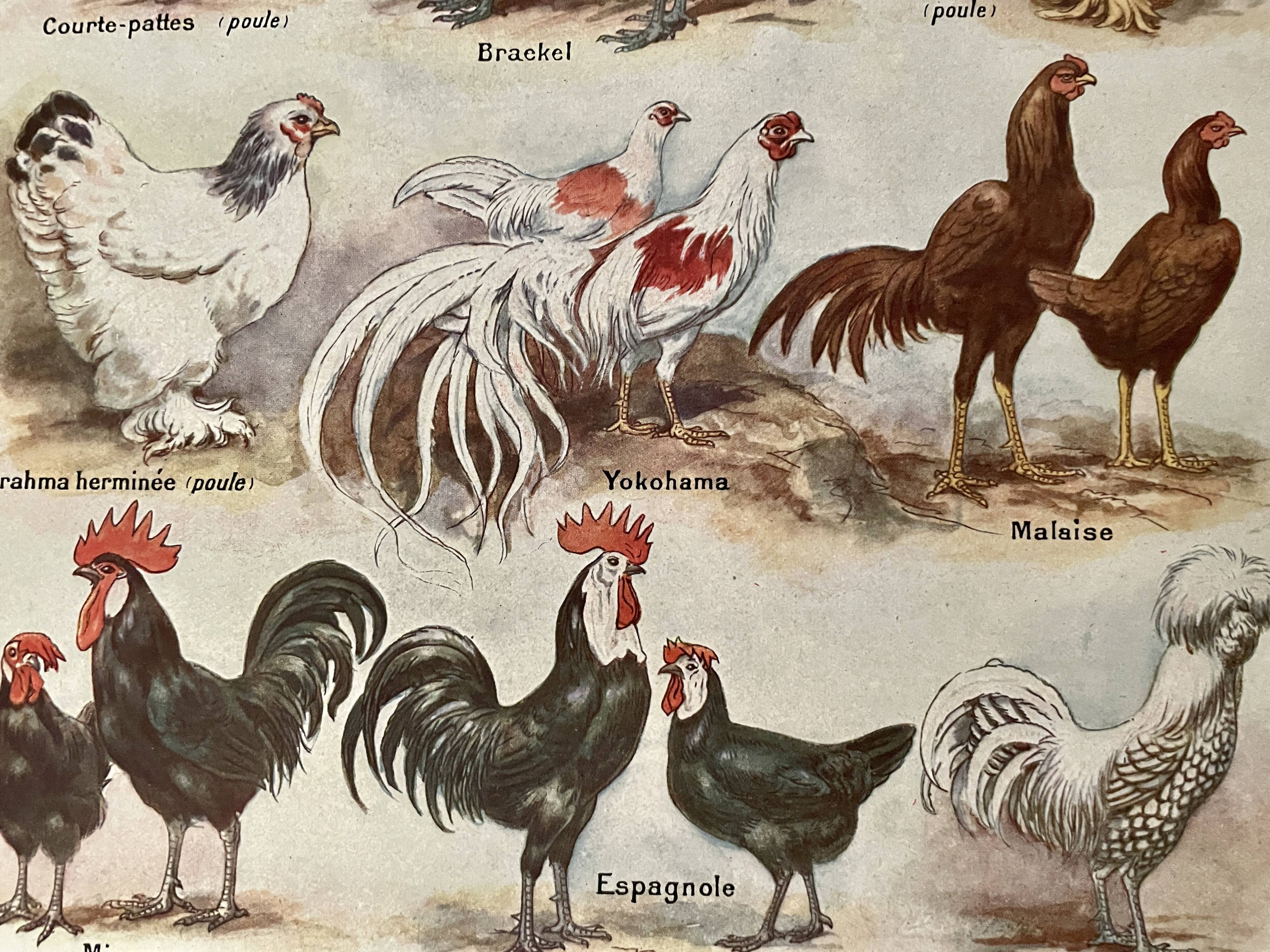 Lithograph on chickens (XXXV) - 1920