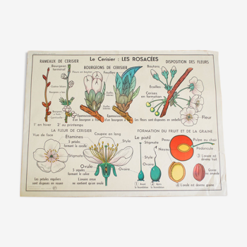 Botanical school poster MDI Edition