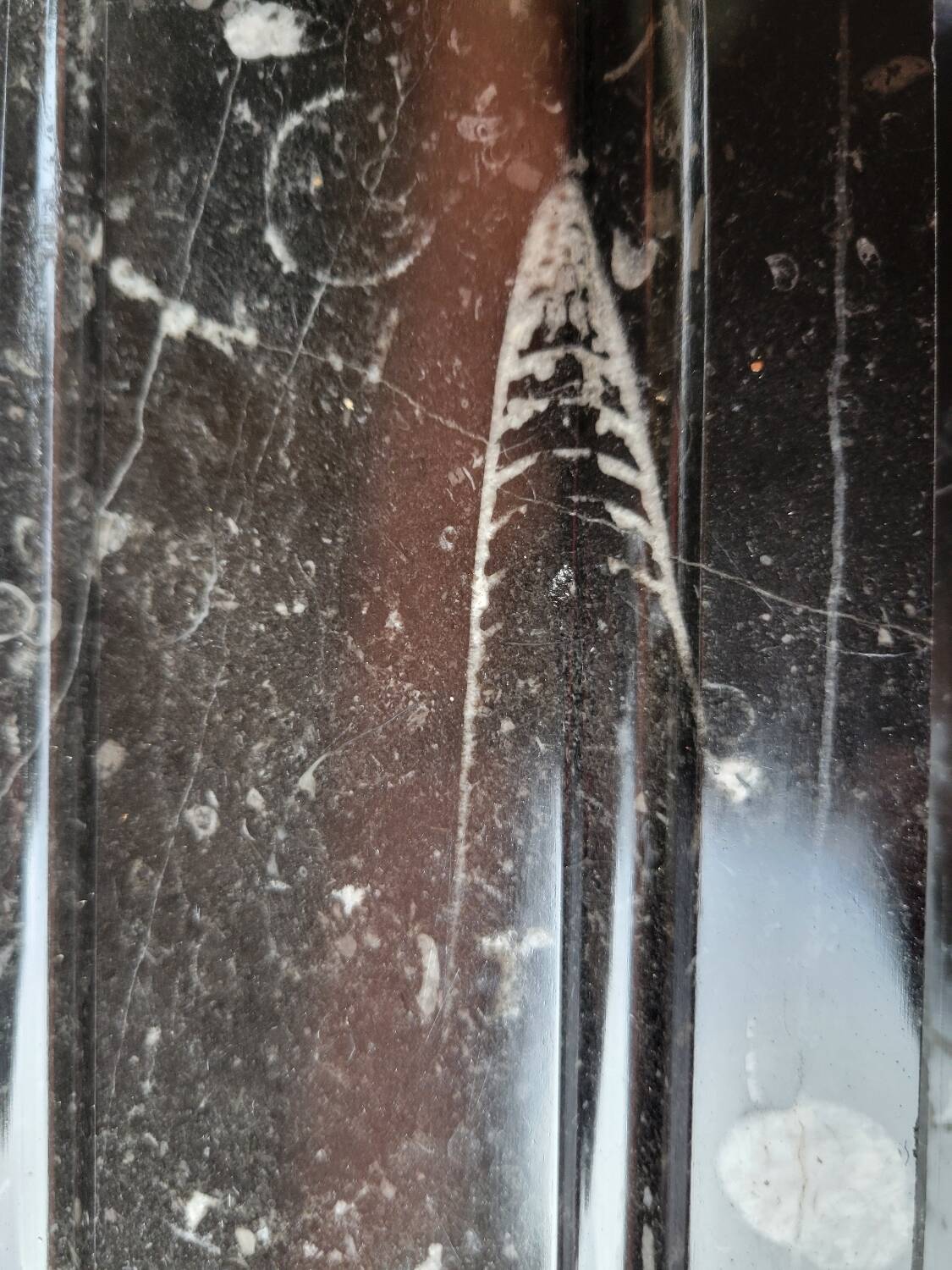 Pompadour fireplace with black marble modillions