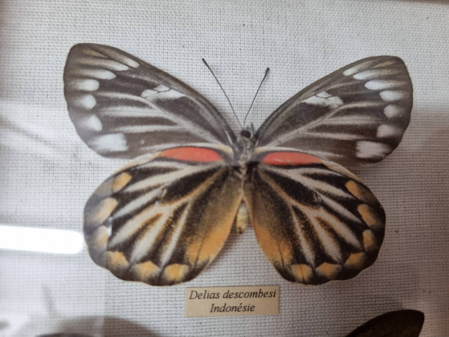 Naturalized butterflies