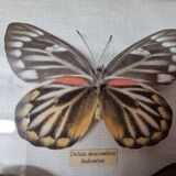 Naturalized butterflies