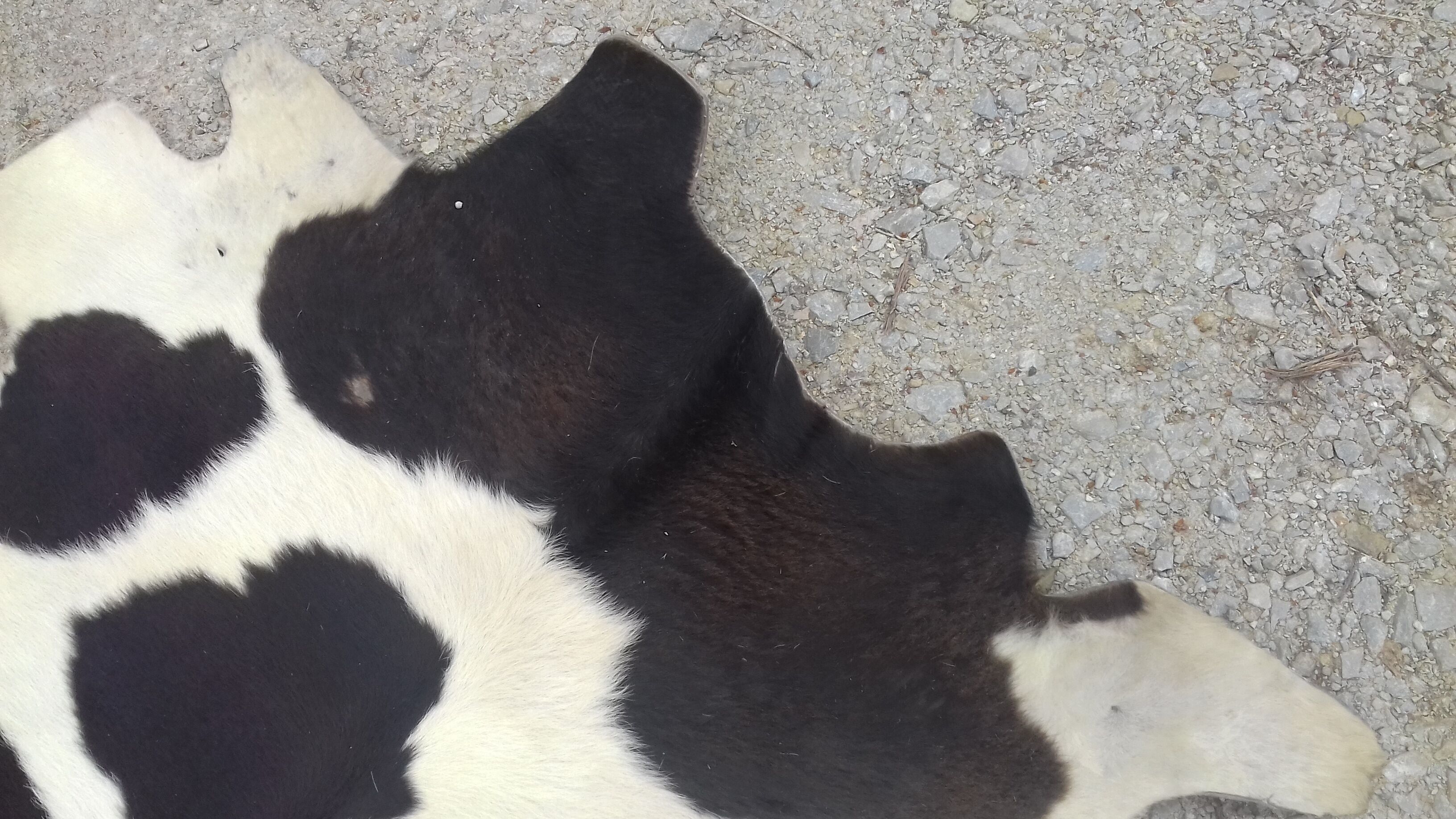 Cowhide rug 158x160cm