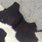 Cowhide rug 158x160cm