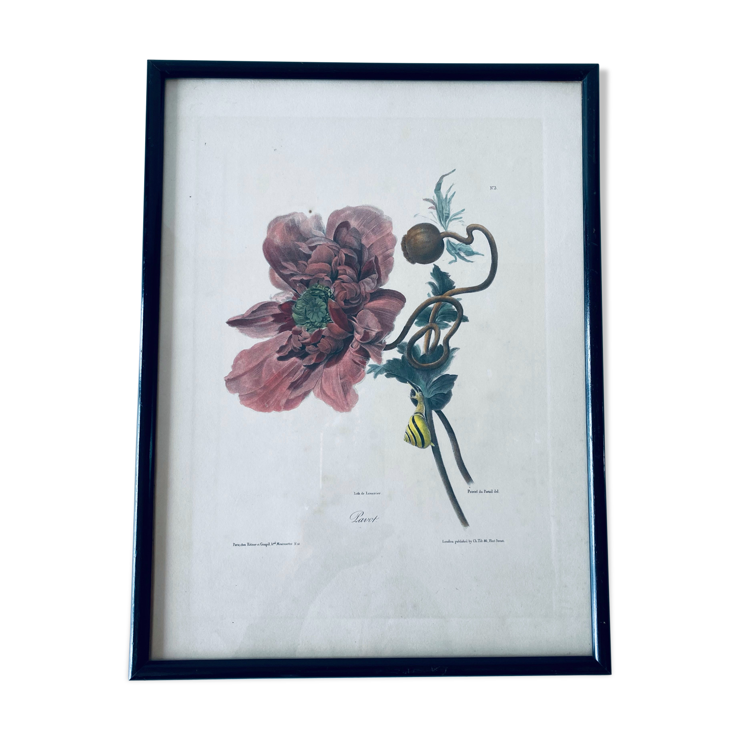 Ancient lithograph framed flower and snail