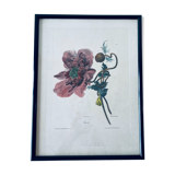Ancient lithograph framed flower and snail
