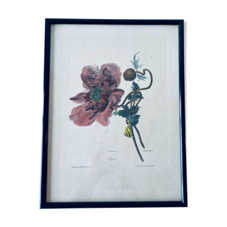 Ancient lithograph framed flower and snail