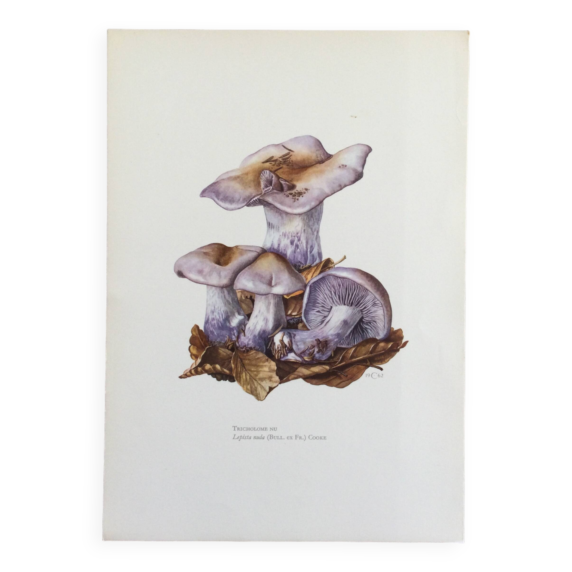 Botanical illustration "mushrooms", 1960s