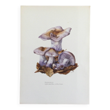 Botanical illustration "mushrooms", 1960s
