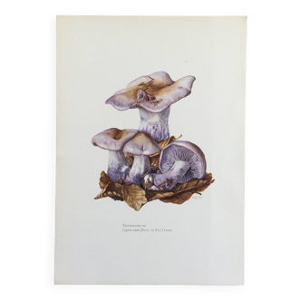 Botanical illustration "mushrooms", 1960s