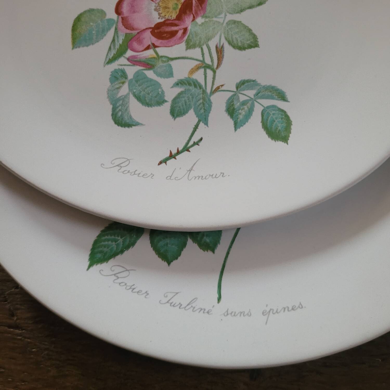 8 oval plates Salins – 1970s – Botanical roses