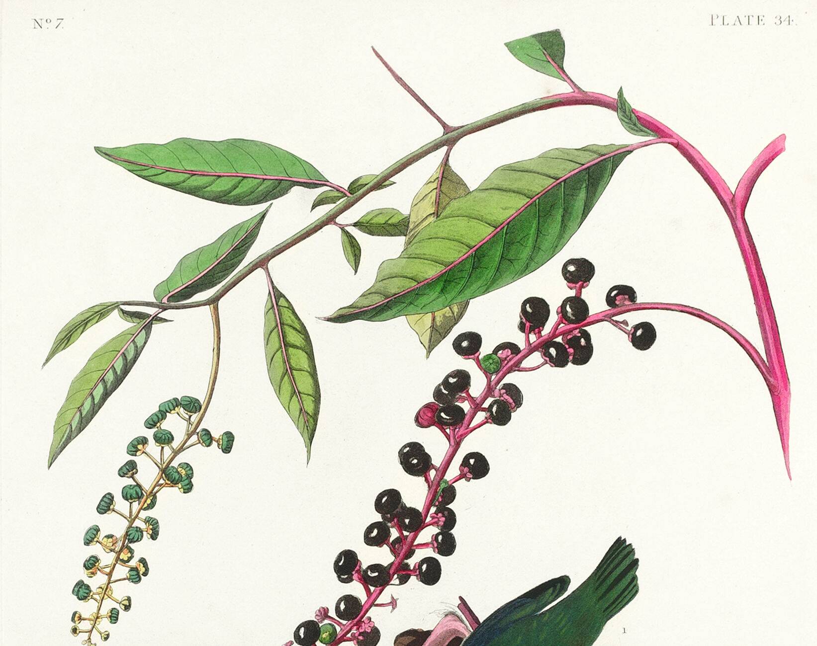 Poster about the Worm-eating Warbler, based on an old engraving from 1827.