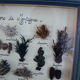 Vintage painting of dried flowers