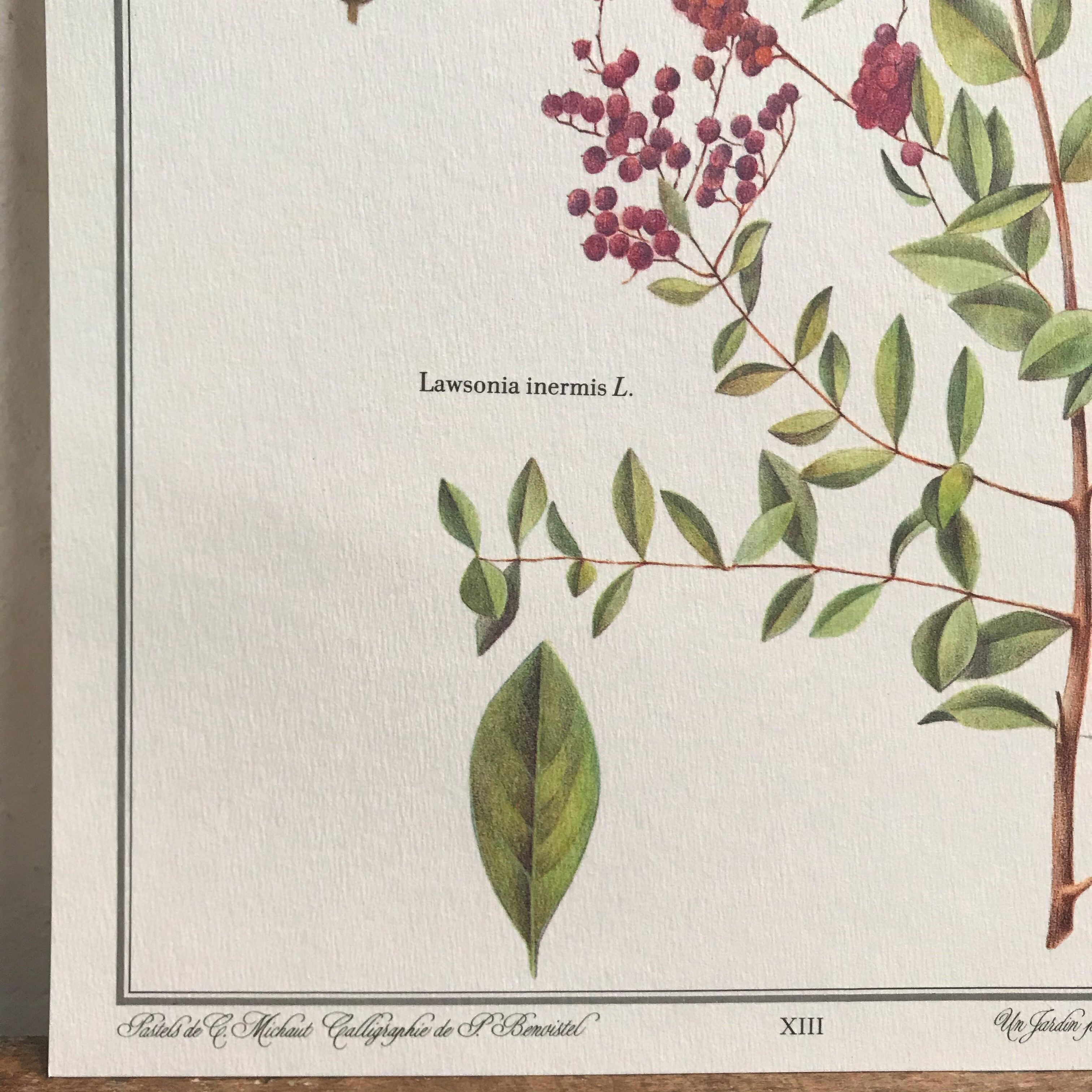 Botanical plank the Henné