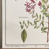 Botanical plank the Henné