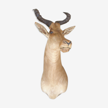 African Antelope Bubal Taxidermy