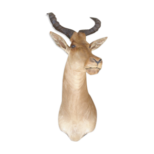 Taxidermie de Bubal antilope