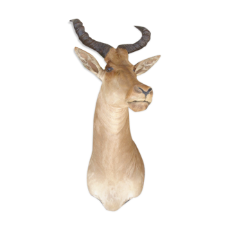 African Antelope Bubal Taxidermy