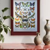 Imprimée en 1905, les papillons. Affiche Entomologique ancienne.