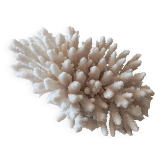 Ancient coral
