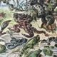 Authentic old reptile animal plank
