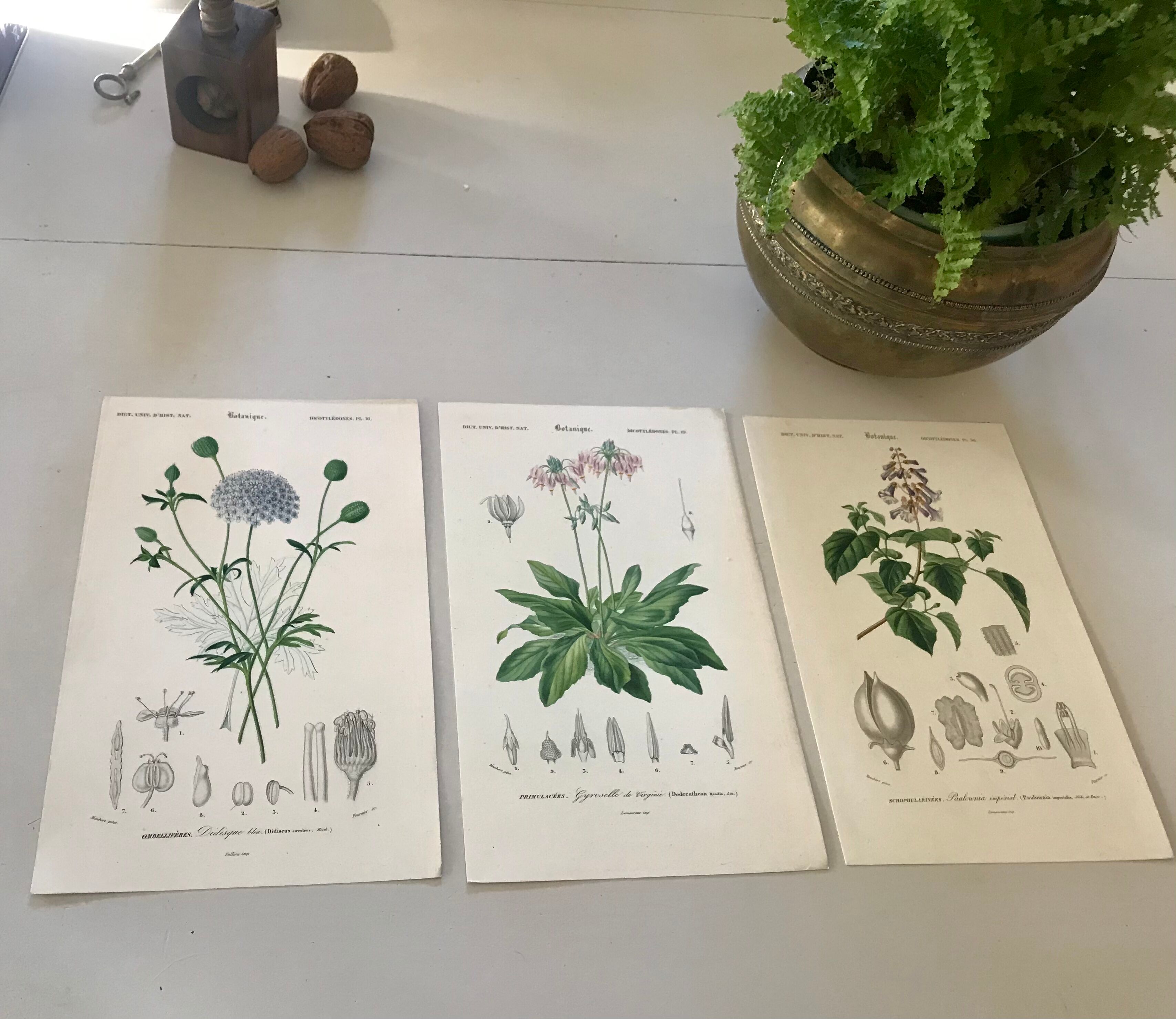 Trio of botanical engravings 19th century