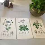 Trio of botanical engravings 19th century
