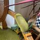 Fauteuil de style Louis XVI en velours et rotin