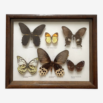 Cadre papillons naturalisés vintage, cabinet de curiosité