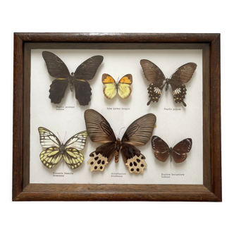 Cadre papillons naturalisés vintage, cabinet de curiosité