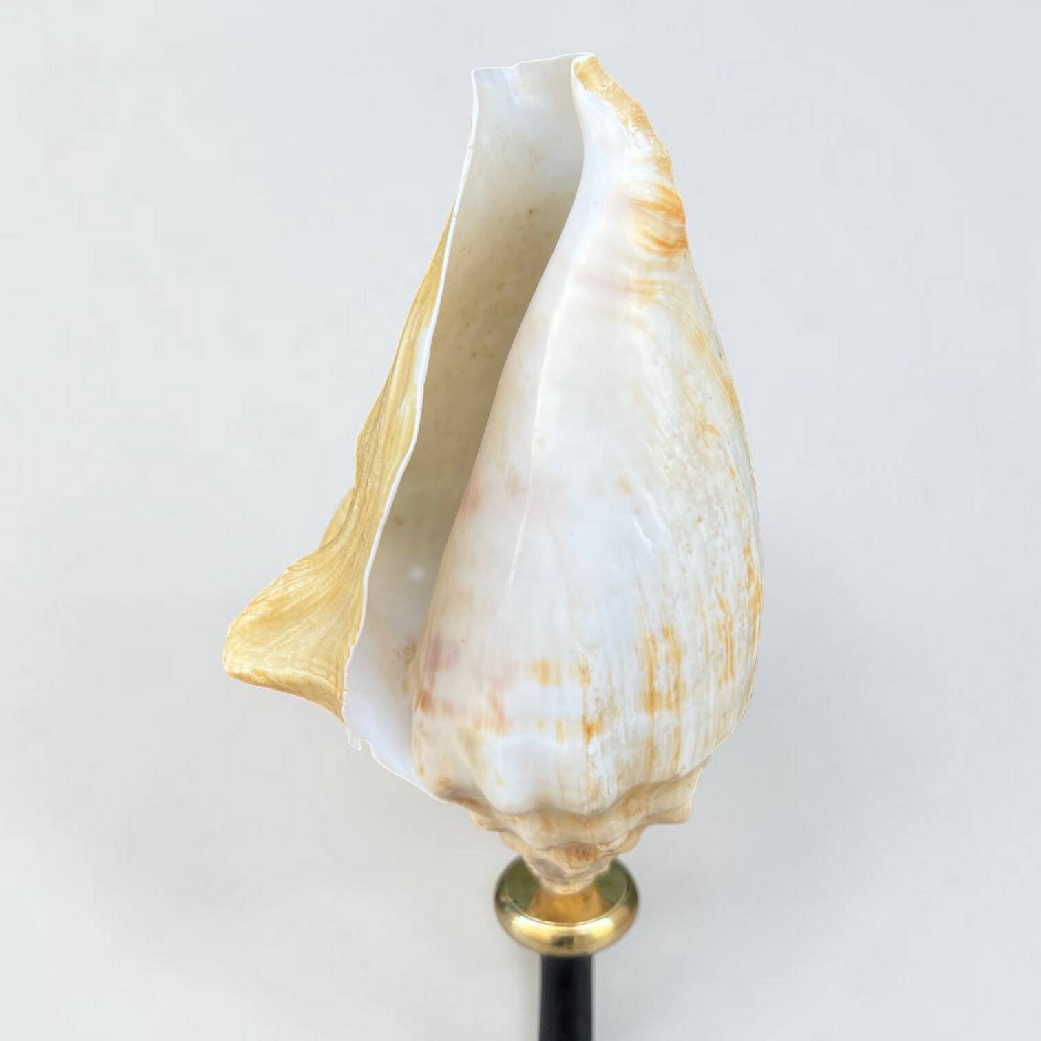 Antique Lambi shell on a black wooden base, 19th century curiosity cabinet.