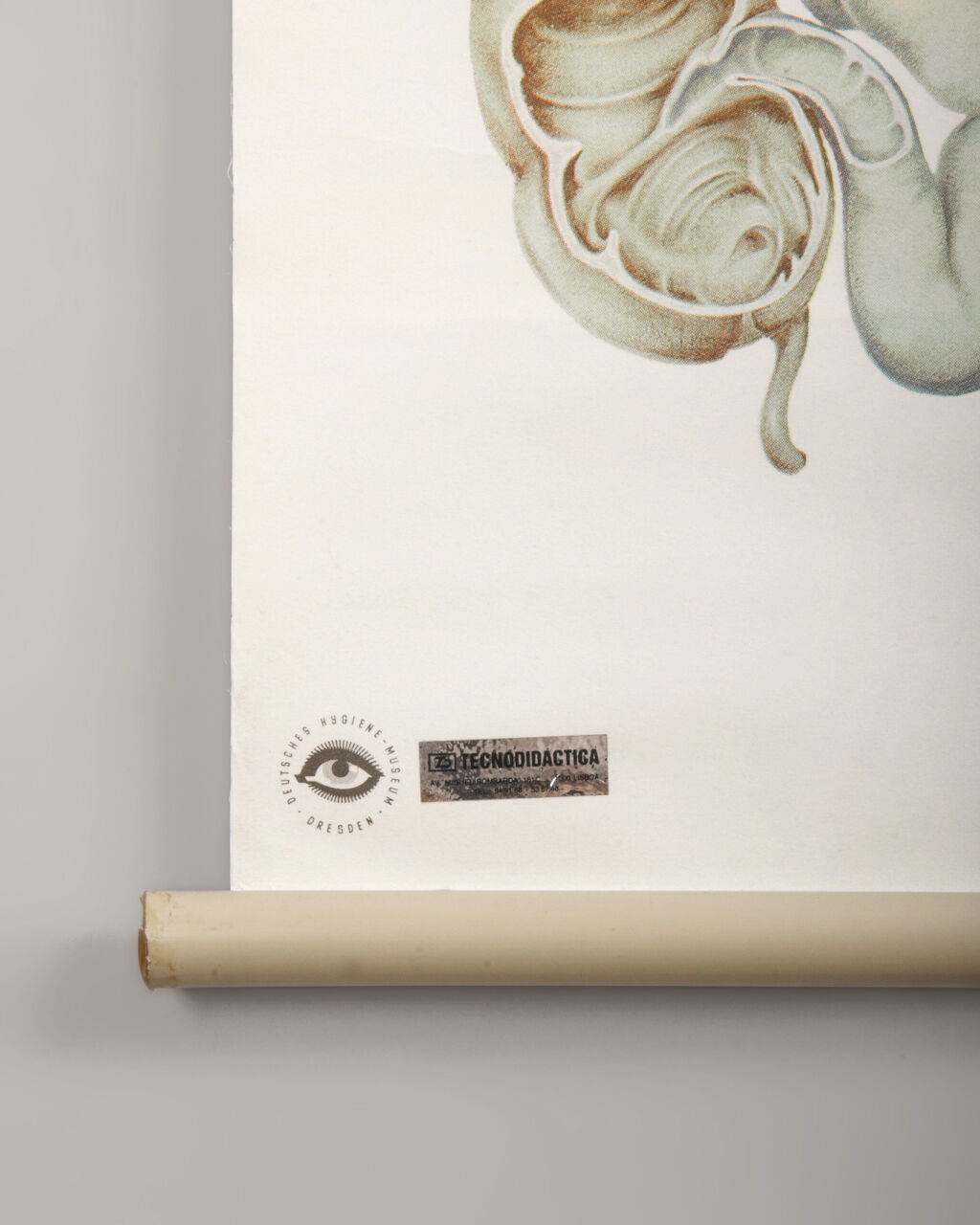 Anatomy Poster from the Deutsches Hygiene Museum Dresden, 1970s