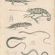 Antique reptile print showing various chameleon, Egyptian Stellion, Skink Lizard, 1837 Pl4