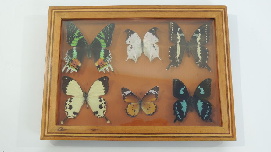 Butterfly/vintage/Naturalized insect/entomological frame