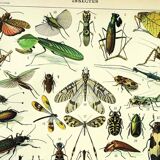 Gravure ancienne 1897 A. Millot - Insectes, entomologie