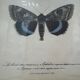 Butterflies lithograph frame